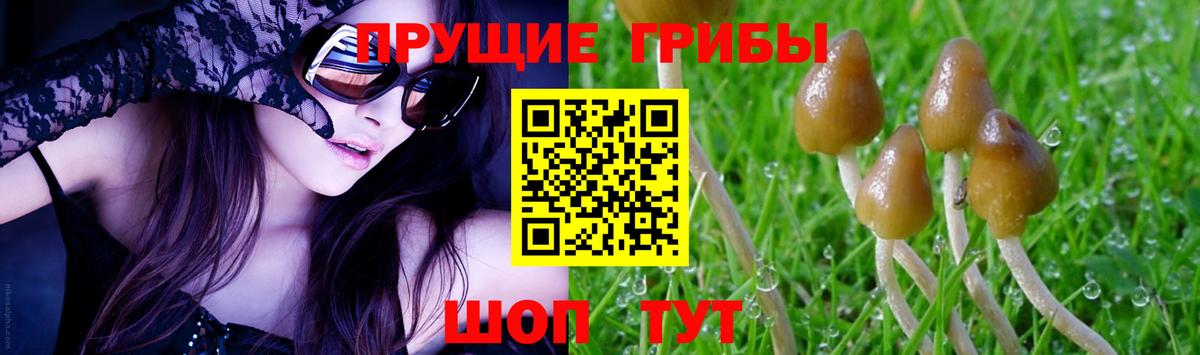 Псилоцибиновые грибы MAGIC MUSHROOMS  купить  сайты  Вход с VPN  Урюпинск  Псилоцибиновые грибы прущие грибы 